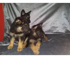 2 female 1 male German shepherd puppies - 3