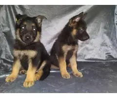 2 female 1 male German shepherd puppies - 4