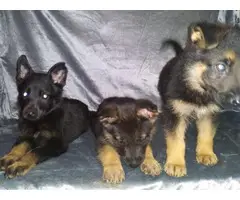 2 female 1 male German shepherd puppies - 5