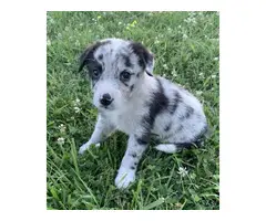 6 weeks old ABCA border collie puppies for sale - 1
