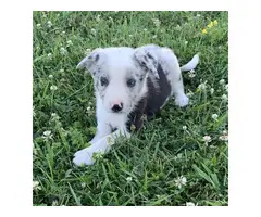 6 weeks old ABCA border collie puppies for sale - 2