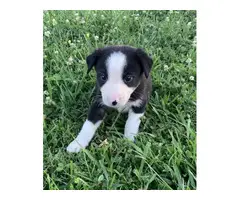 6 weeks old ABCA border collie puppies for sale - 4
