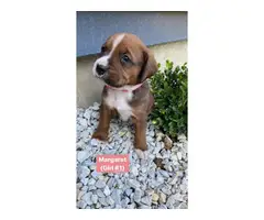 Gorgeous litter of Boxnese puppies available fo rehoming - 4