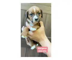 Gorgeous litter of Boxnese puppies available fo rehoming - 5