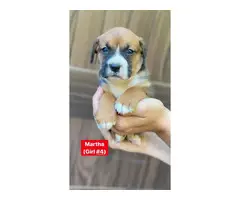 Gorgeous litter of Boxnese puppies available fo rehoming - 10