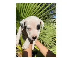 American pit bull puppies 2 males and 5 females - 2