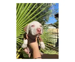 American pit bull puppies 2 males and 5 females - 3