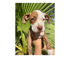 American pit bull puppies 2 males and 5 females - 6