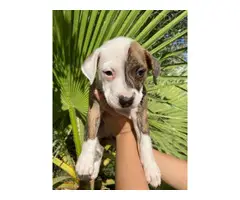 American pit bull puppies 2 males and 5 females - 7