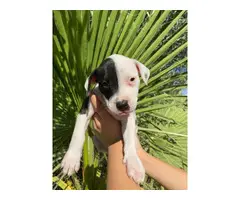 American pit bull puppies 2 males and 5 females - 8