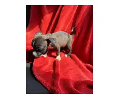 8 week old Chiweenie puppies - 3