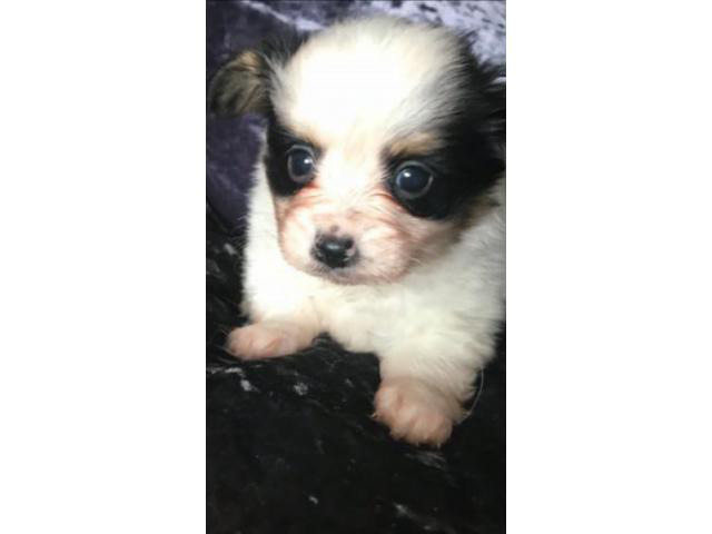 Papillon Puppies For Sale in Washington Puppies