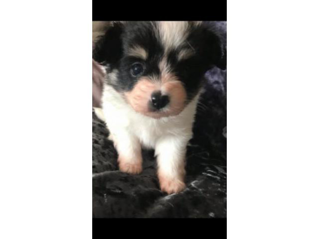 Papillon Puppies For Sale in Tacoma, Washington - Puppies for Sale Near Me