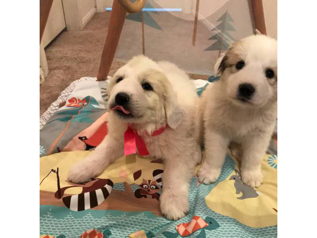 7 weeks purebred Great Pyrenees puppies for sale in Las ...
