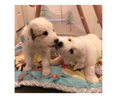 7 weeks purebred Great Pyrenees puppies for sale - 2