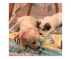 7 weeks purebred Great Pyrenees puppies for sale - 5
