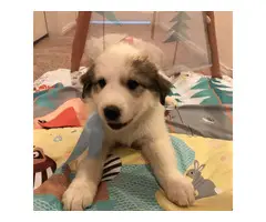 7 weeks purebred Great Pyrenees puppies for sale - 6