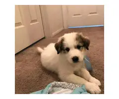 7 weeks purebred Great Pyrenees puppies for sale - 8