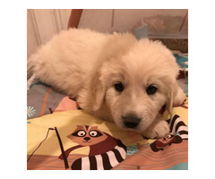 7 weeks purebred Great Pyrenees puppies for sale in Las ...