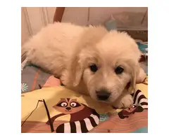7 weeks purebred Great Pyrenees puppies for sale - 10