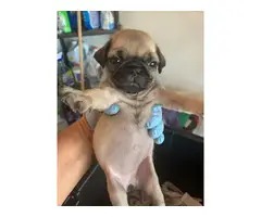 Fawn and Black 8 weeks old pug puppies for sale - 3