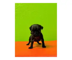 Fawn and Black 8 weeks old pug puppies for sale - 6