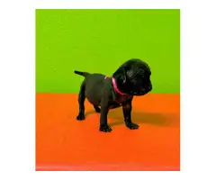 Fawn and Black 8 weeks old pug puppies for sale - 9