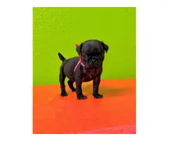 Fawn and Black 8 weeks old pug puppies for sale - 10