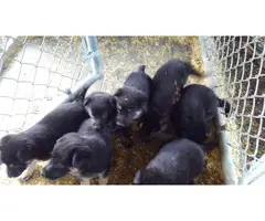 Registered German Shepherd puppies - 4