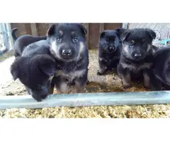 Registered German Shepherd puppies - 6