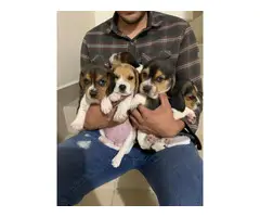 Last six beagle puppies are looking for a new family