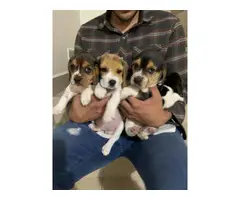Last six beagle puppies are looking for a new family - 2