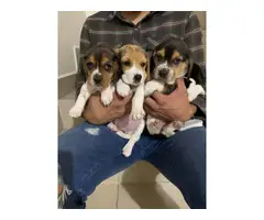 Last six beagle puppies are looking for a new family - 3