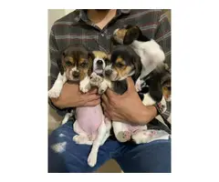 Last six beagle puppies are looking for a new family - 4