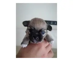 Chihuahua Puppy for sale - 4