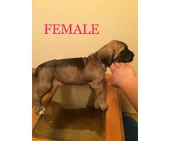 5 females and 4 males Cane corso for sale