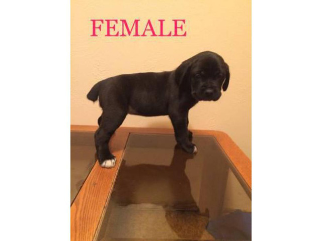 5 females and 4 males Cane corso for sale in Pueblo