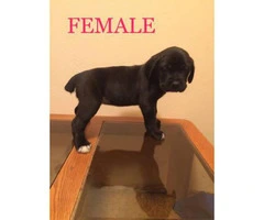 5 females and 4 males Cane corso for sale - 2