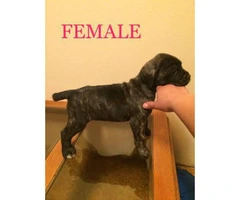 5 females and 4 males Cane corso for sale - 3