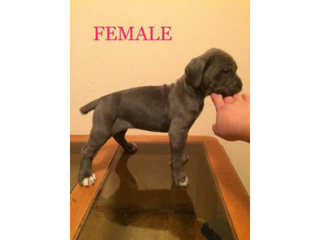 5 females and 4 males Cane corso for sale in Pueblo ...