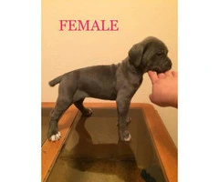 5 females and 4 males Cane corso for sale - 4