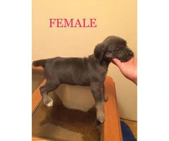 5 females and 4 males Cane corso for sale - 5