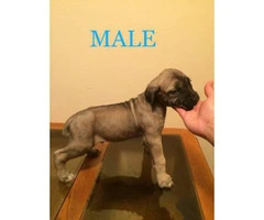 5 females and 4 males Cane corso for sale - 6