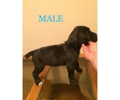5 females and 4 males Cane corso for sale - 7