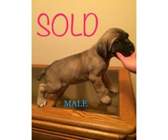5 females and 4 males Cane corso for sale - 8