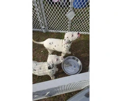 8 weeks old dalmatian puppies with AKC papers