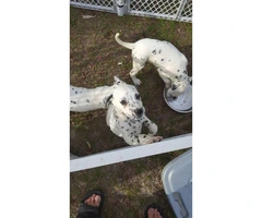8 weeks old dalmatian puppies with AKC papers - 2