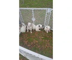 8 weeks old dalmatian puppies with AKC papers - 4