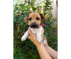 9 weeks old Jack russell terrier puppy for sale - 1