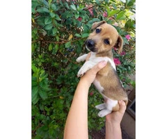 9 weeks old Jack russell terrier puppy for sale - 2